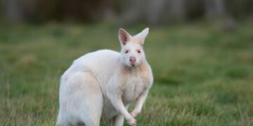 introduction to Mendelian genetics and inheritance