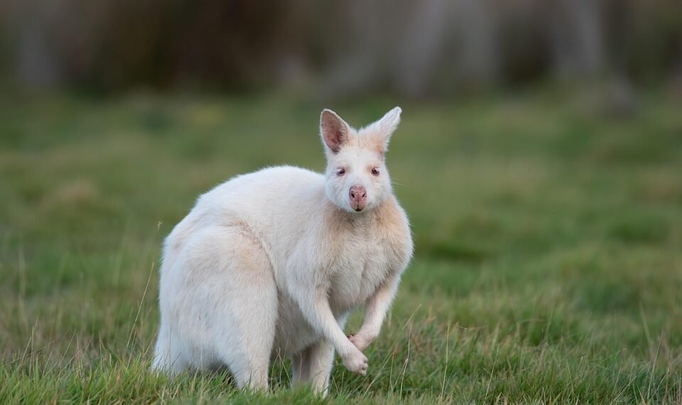 introduction to Mendelian genetics and inheritance