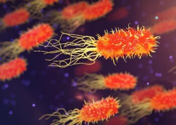 difference between viruses and bacteria