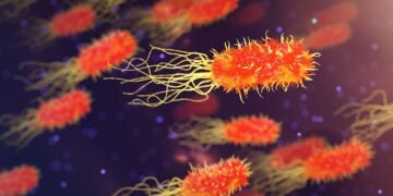 difference between viruses and bacteria