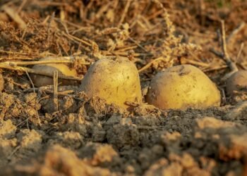 how plants absorb nutrients from soil