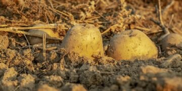 how plants absorb nutrients from soil
