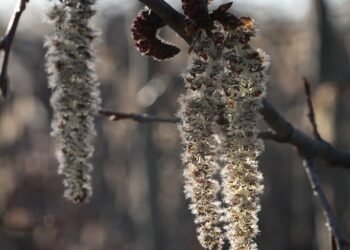 basics of human kidney function