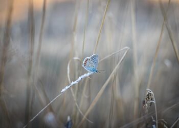 common vitamins and their roles in the body