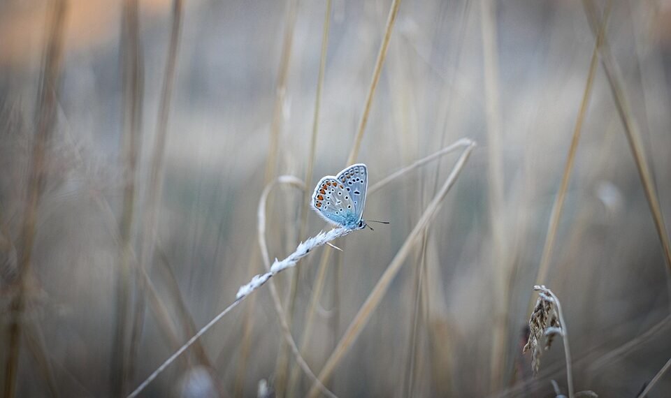 common vitamins and their roles in the body