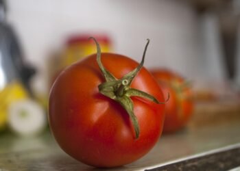 basics of human kidney function