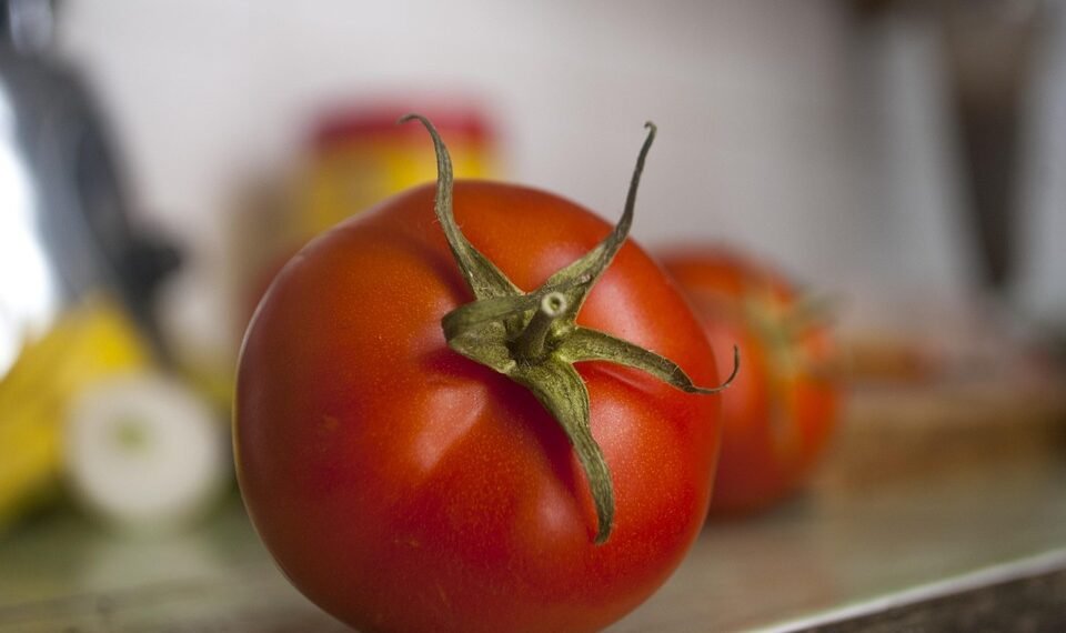 basics of human kidney function