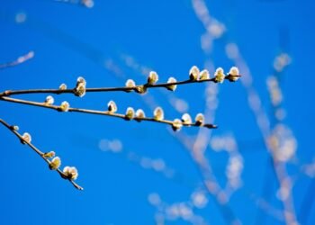 basics of human kidney function