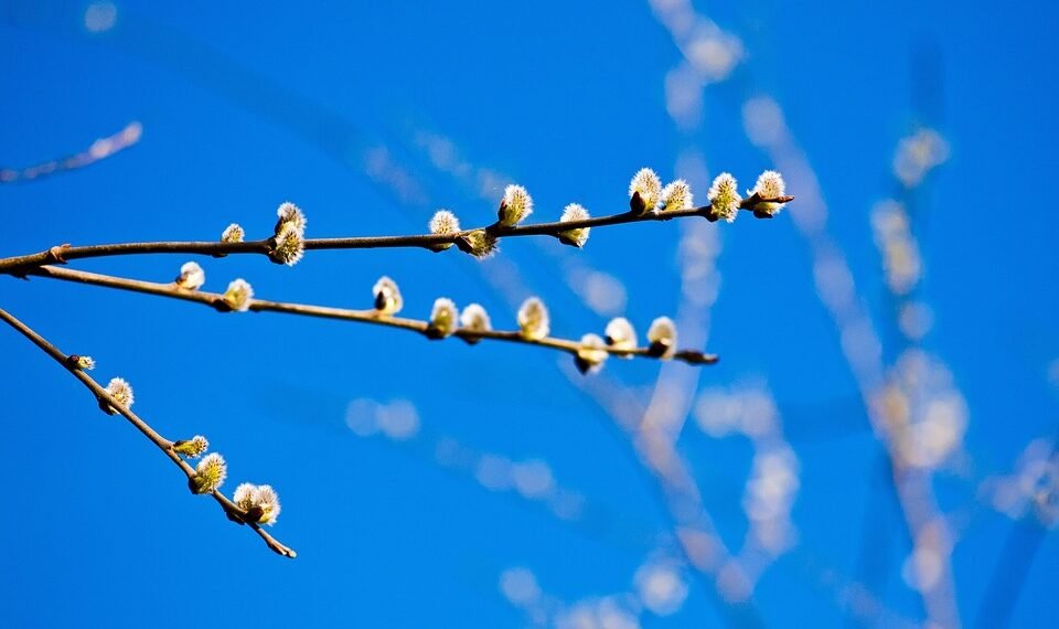 basics of human kidney function