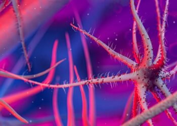 difference between viruses and bacteria