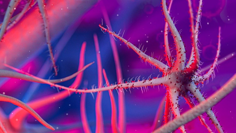 difference between viruses and bacteria