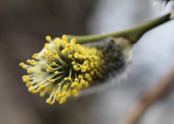 basics of human kidney function