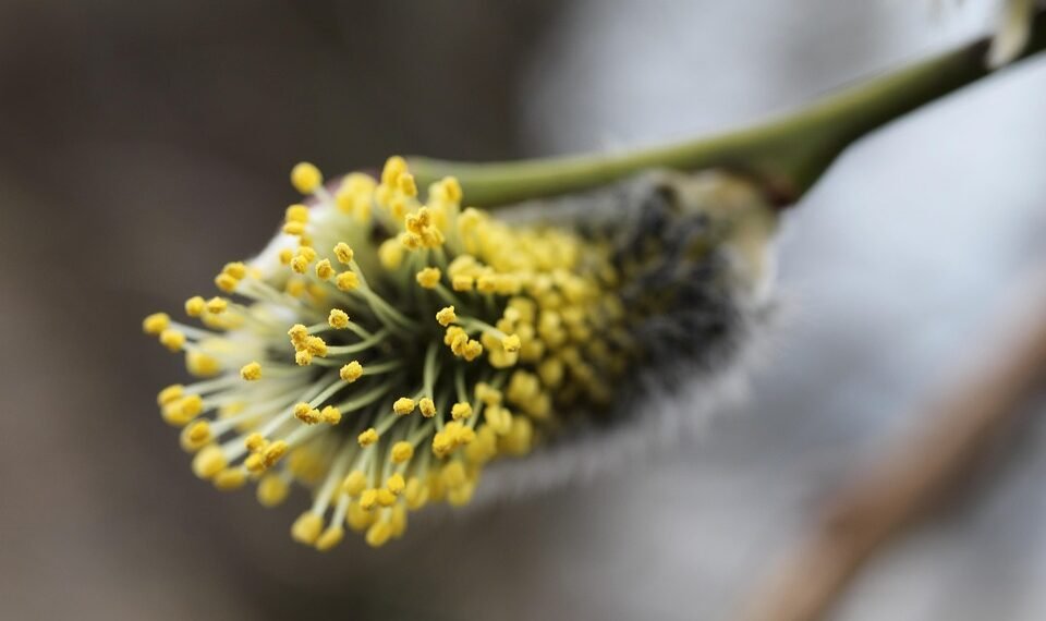 basics of human kidney function