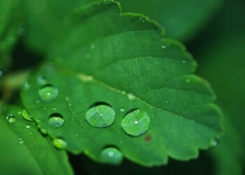 importance of hydration for overall health