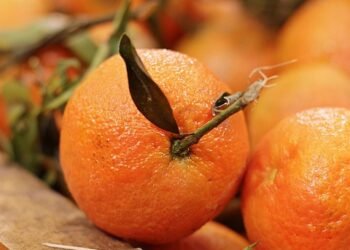 healthy eating habits and nutrition basics