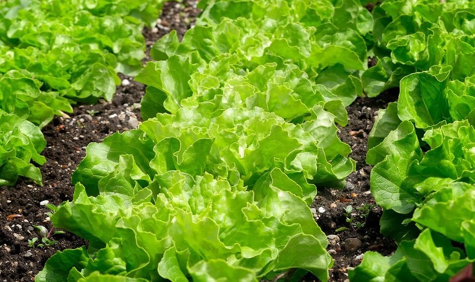 how the immune system protects the body