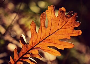 how photosynthesis and cellular respiration are connected