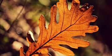 how photosynthesis and cellular respiration are connected