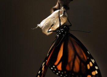 life cycle of a butterfly metamorphosis explained