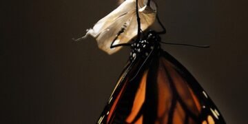 life cycle of a butterfly metamorphosis explained