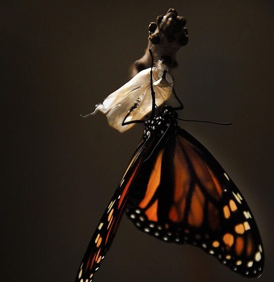 life cycle of a butterfly metamorphosis explained