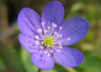 role of the liver in detoxification