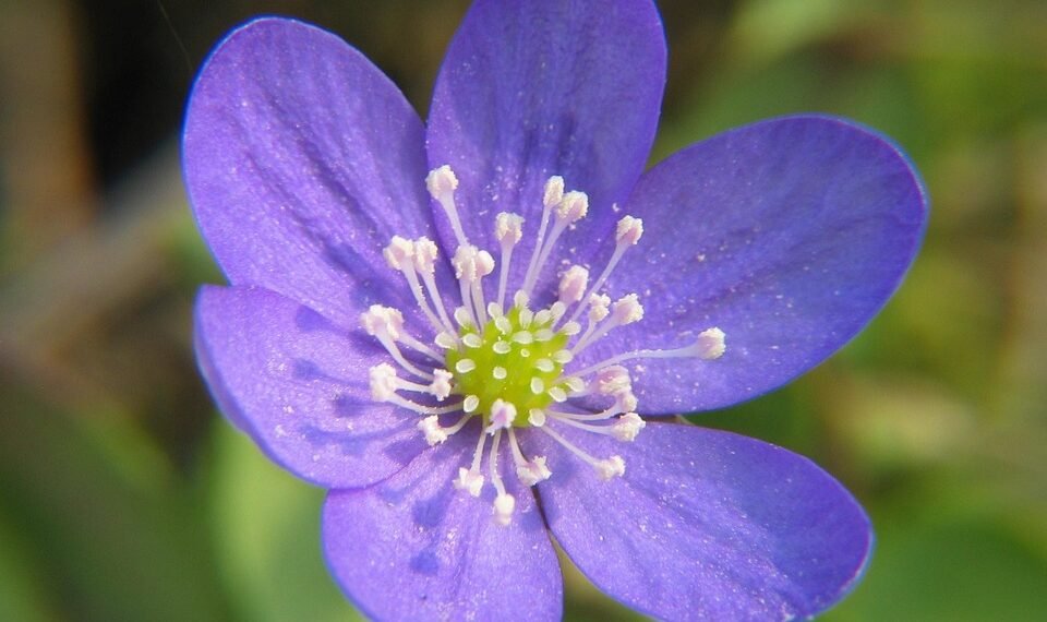 role of the liver in detoxification