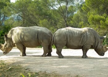 role of the opposition in uk politics