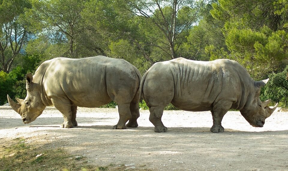 role of the opposition in uk politics