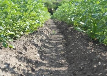 difference between viruses and bacteria