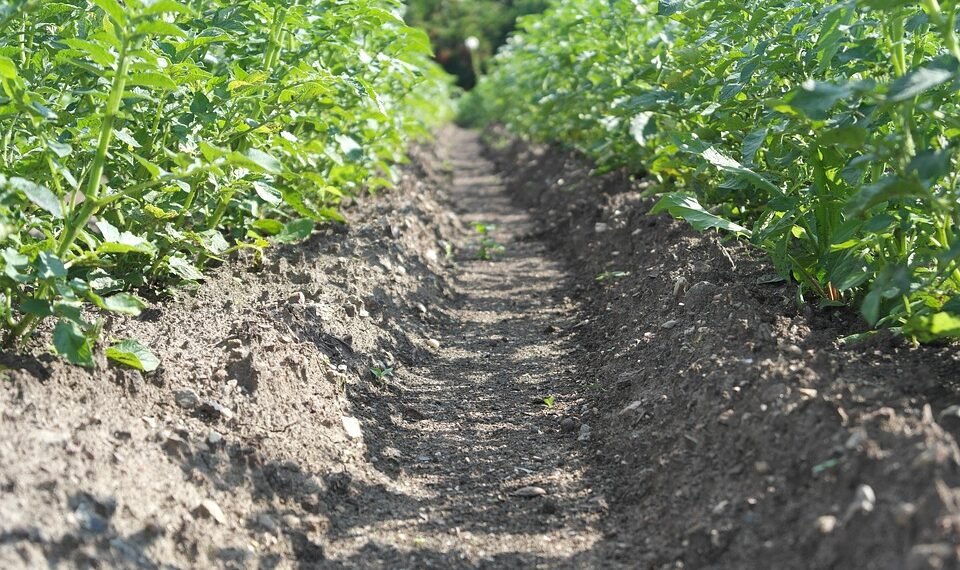 difference between viruses and bacteria