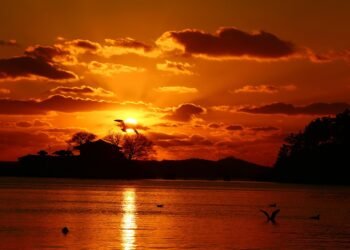 difference between viruses and bacteria