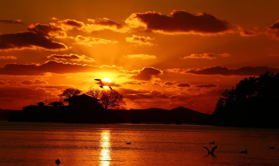 difference between viruses and bacteria