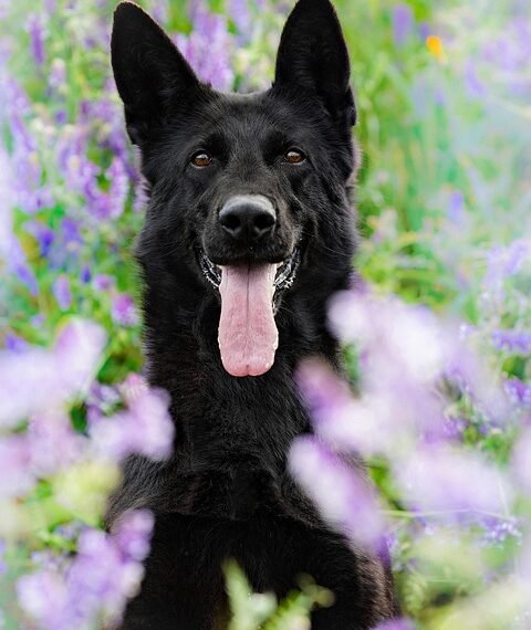 how german expressionism influenced hollywood