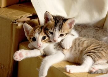 common vitamins and their roles in the body