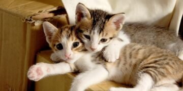 common vitamins and their roles in the body