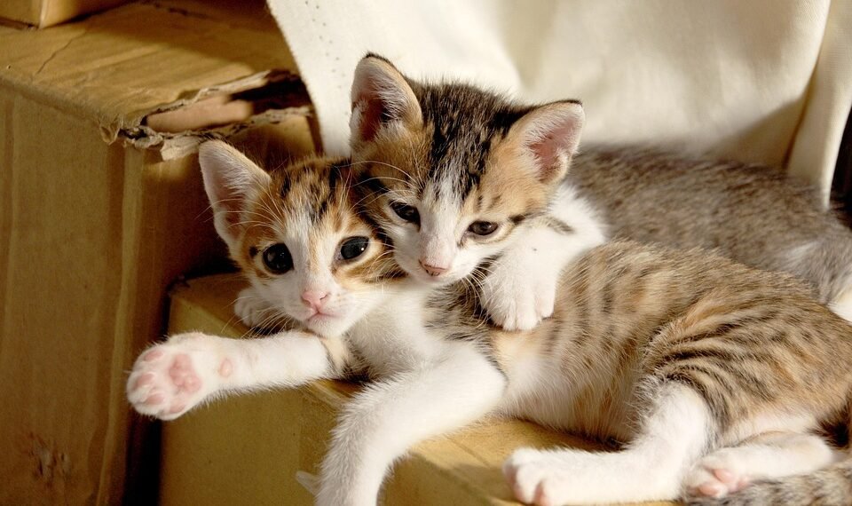 common vitamins and their roles in the body