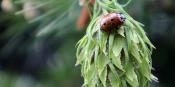 development of animation in cinema