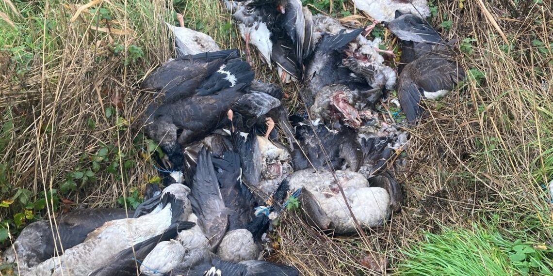 Warning Issued Over Unsafe Meat Following 70 Butchered Geese Dumped in UK