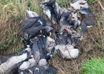 Warning Issued Over Unsafe Meat Following 70 Butchered Geese Dumped in UK
