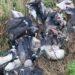 Warning Issued Over Unsafe Meat Following 70 Butchered Geese Dumped in UK