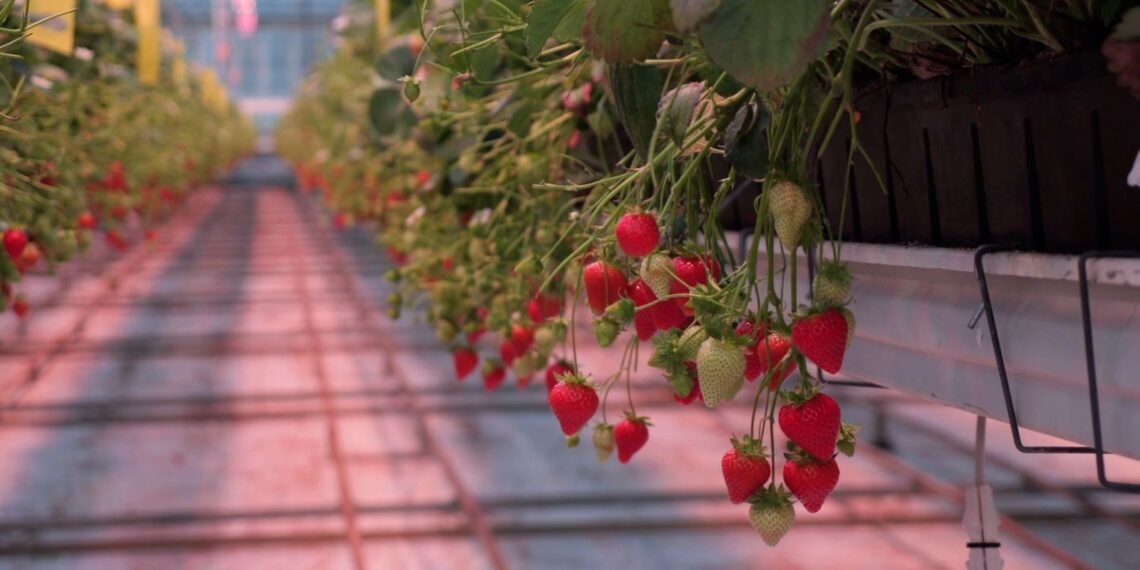 West Sussex Farm Innovates with December Strawberry Cultivation