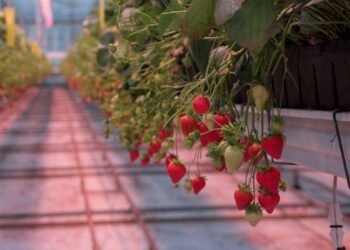 West Sussex Farm Innovates with December Strawberry Cultivation