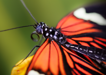 common vitamins and their roles in the body