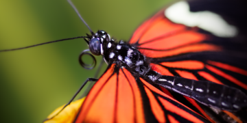 common vitamins and their roles in the body