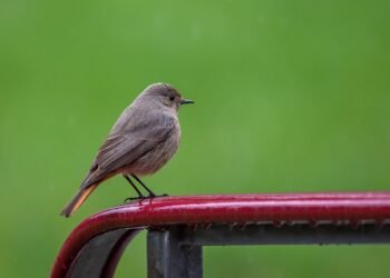 common vitamins and their roles in the body