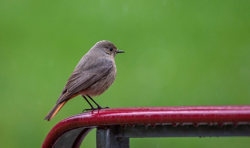 common vitamins and their roles in the body