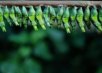 development of animation in cinema