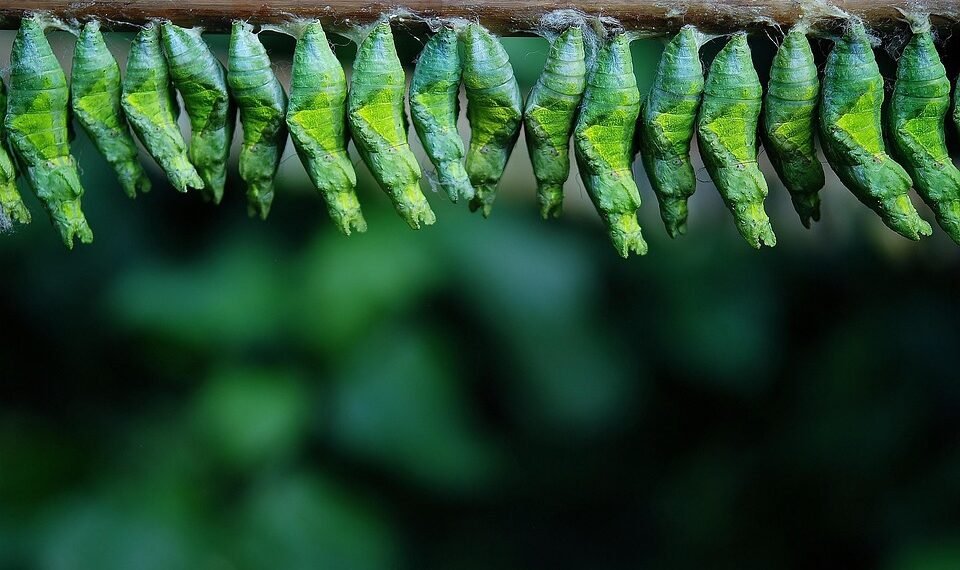 development of animation in cinema