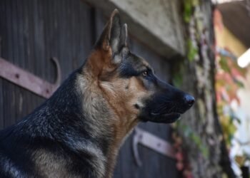 how german expressionism influenced hollywood